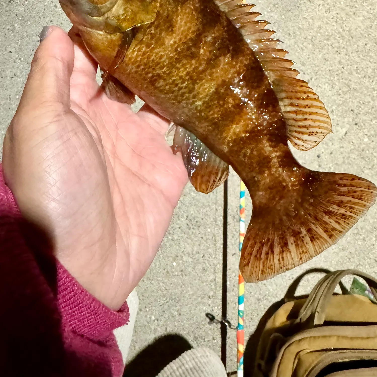 recently logged catches