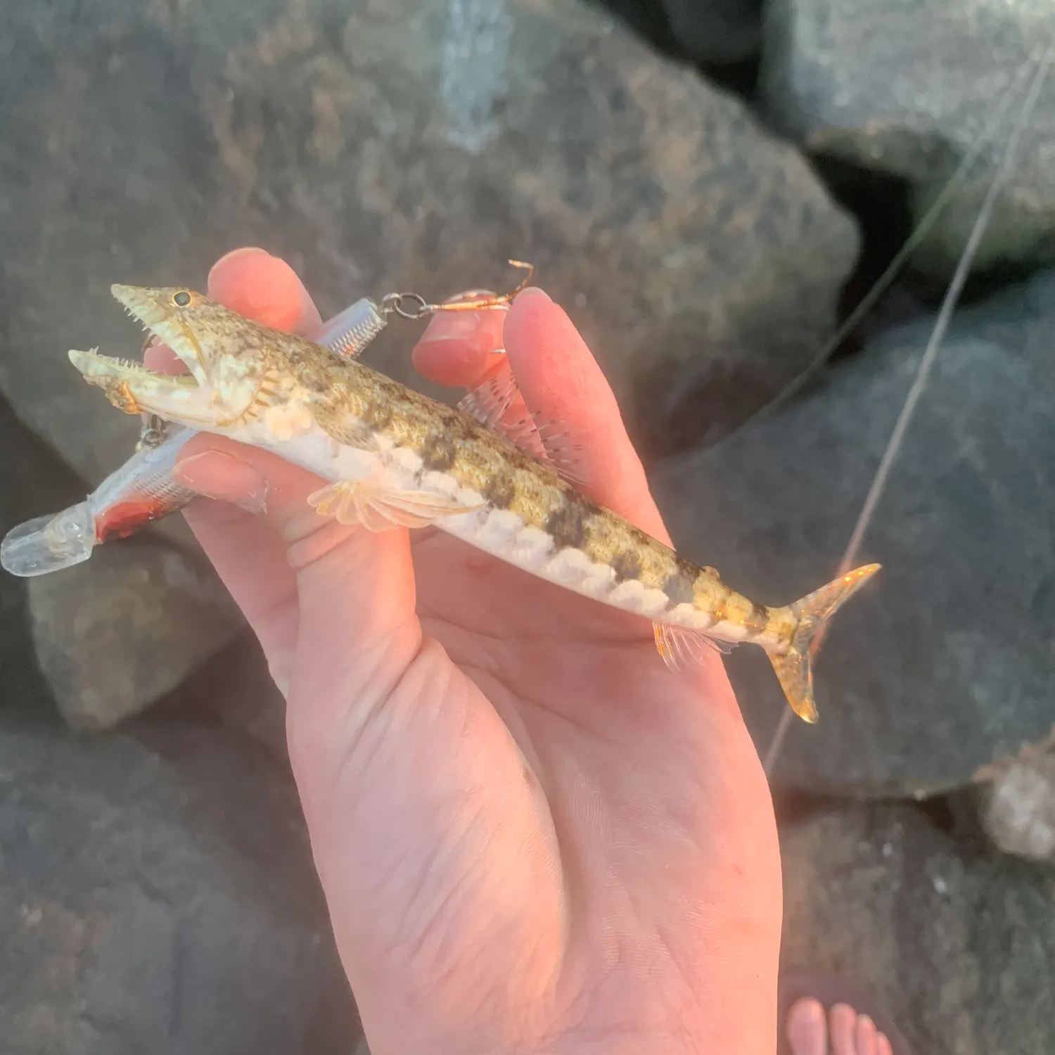 The most recent Atlantic lizardfish catches on Fishbrain