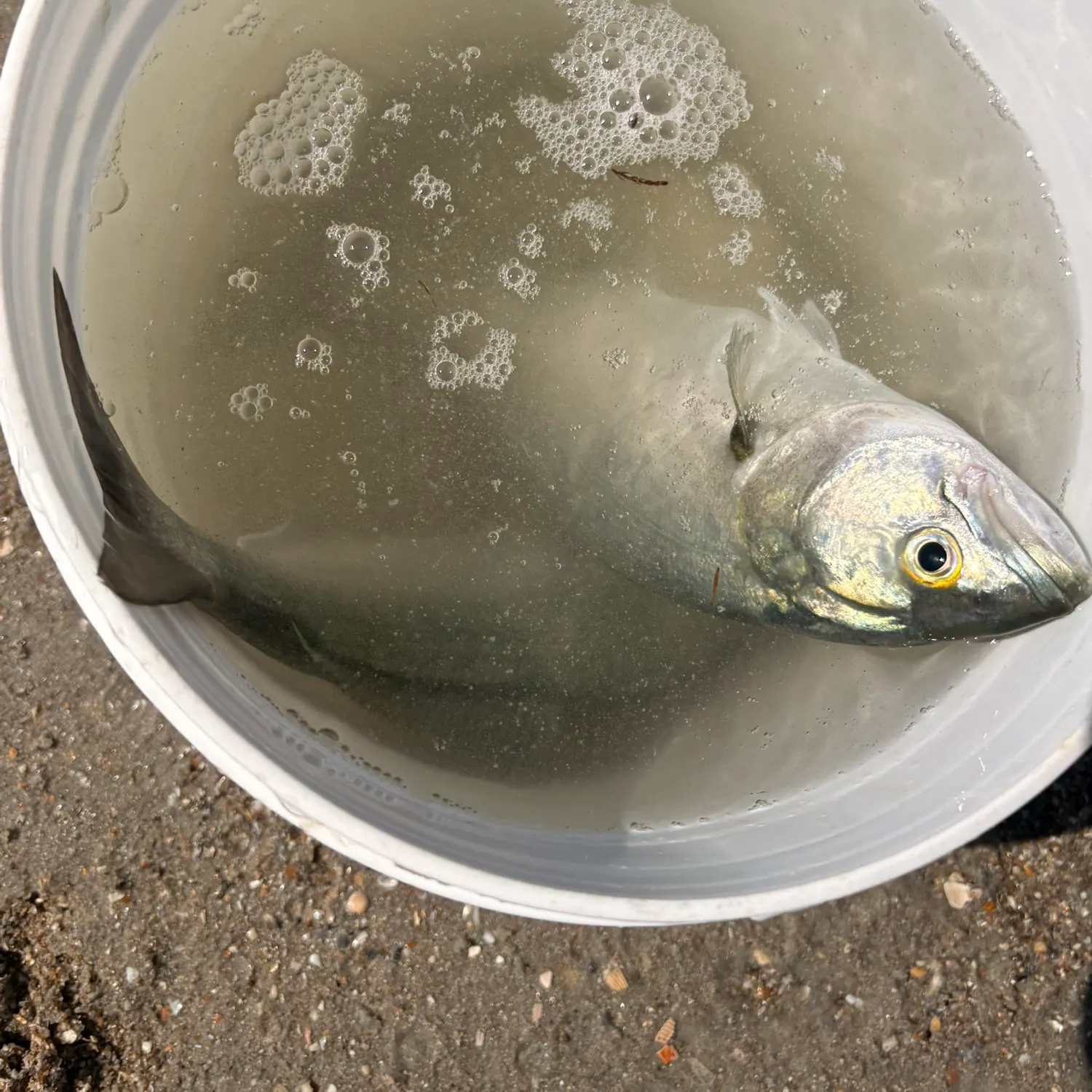 Bluefish caught on Fishbrain