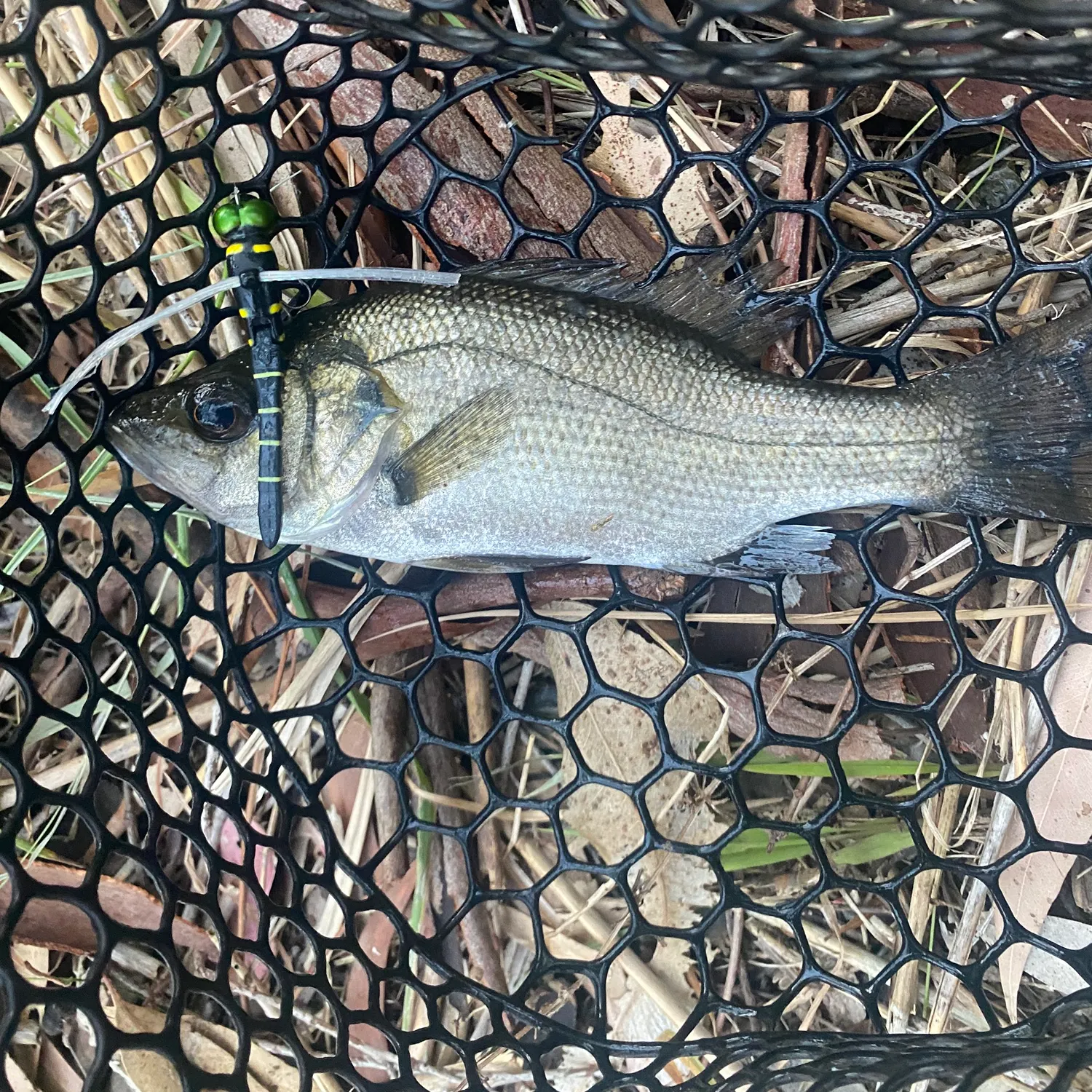 The most recent Estuary perch catches on Fishbrain