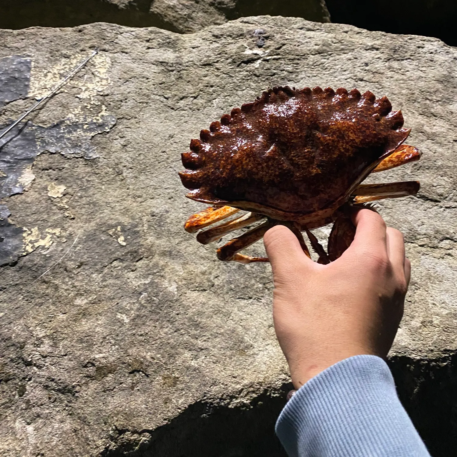 The most recent Red rock crab catches on Fishbrain