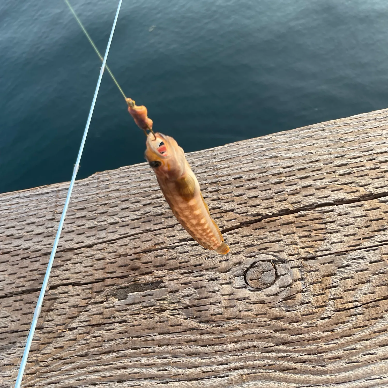 The most recent Northern ronquil catches on Fishbrain