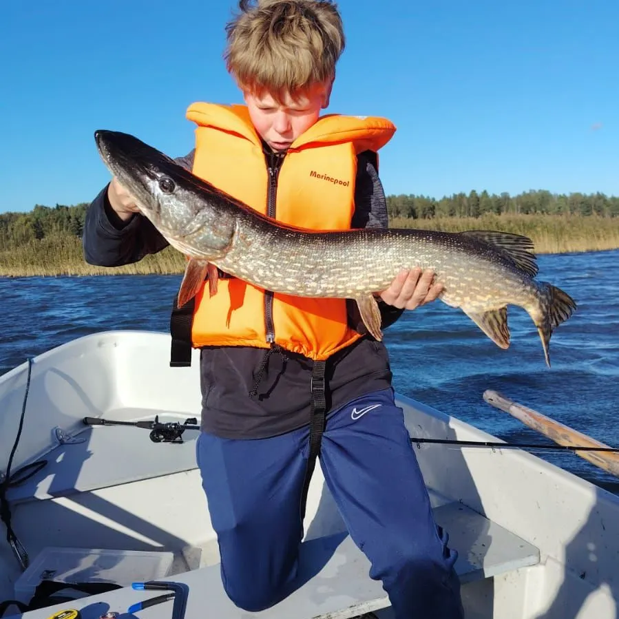 Northern pike caught on Fishbrain
