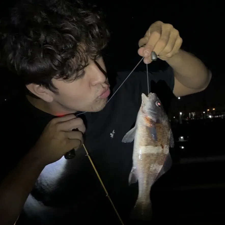 Black croaker caught on Fishbrain