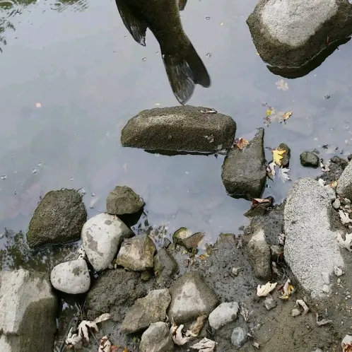 Fish caught on Fishbrain
