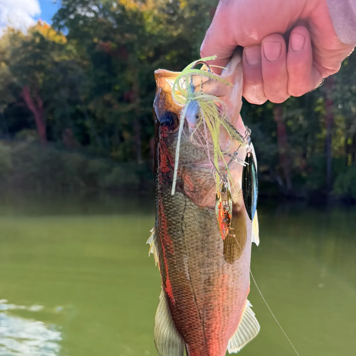 Largemouth bass caught on Fishbrain