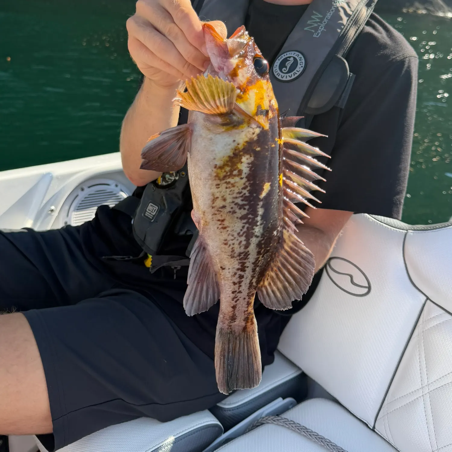 Copper rockfish caught on Fishbrain