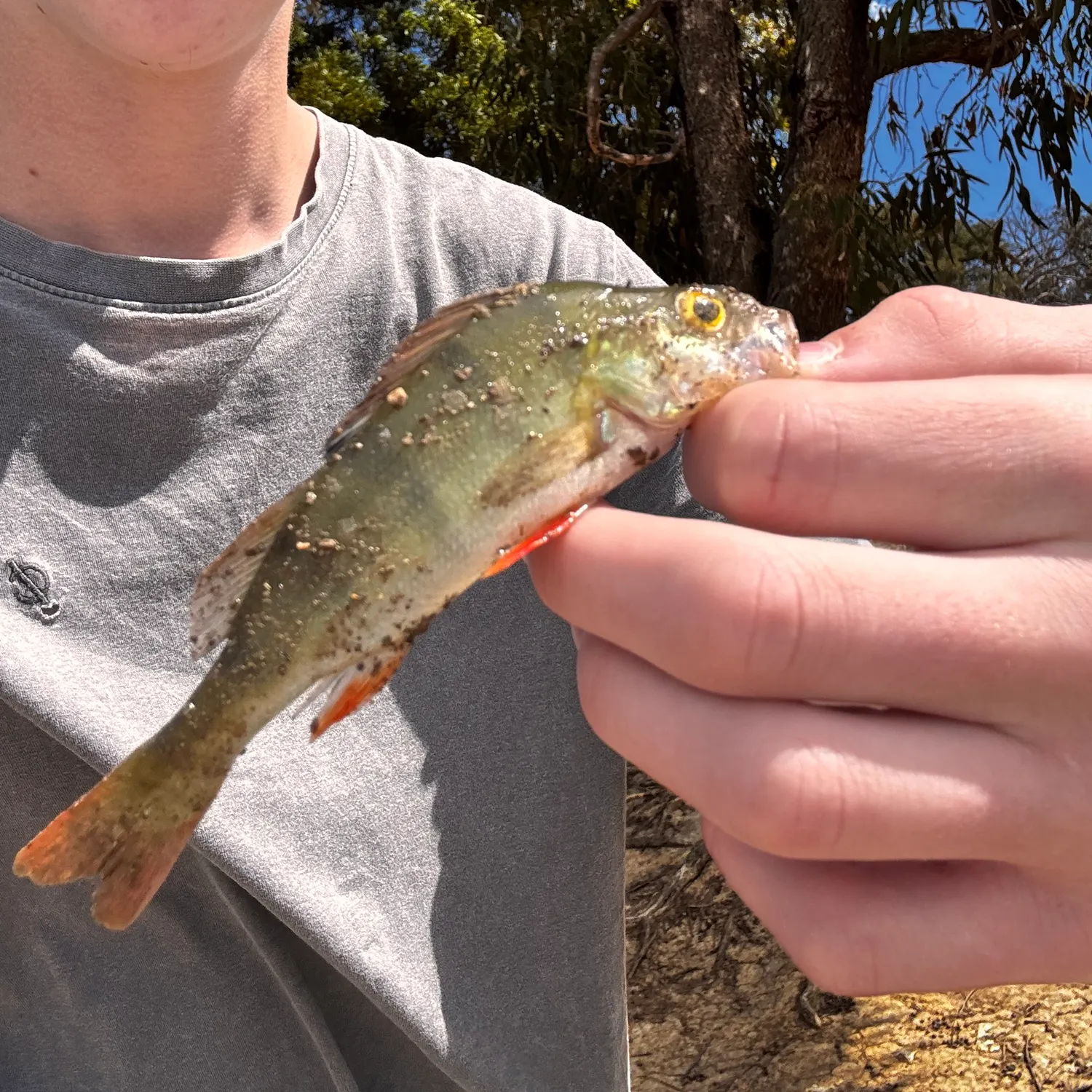 The most recent European perch catches on Fishbrain