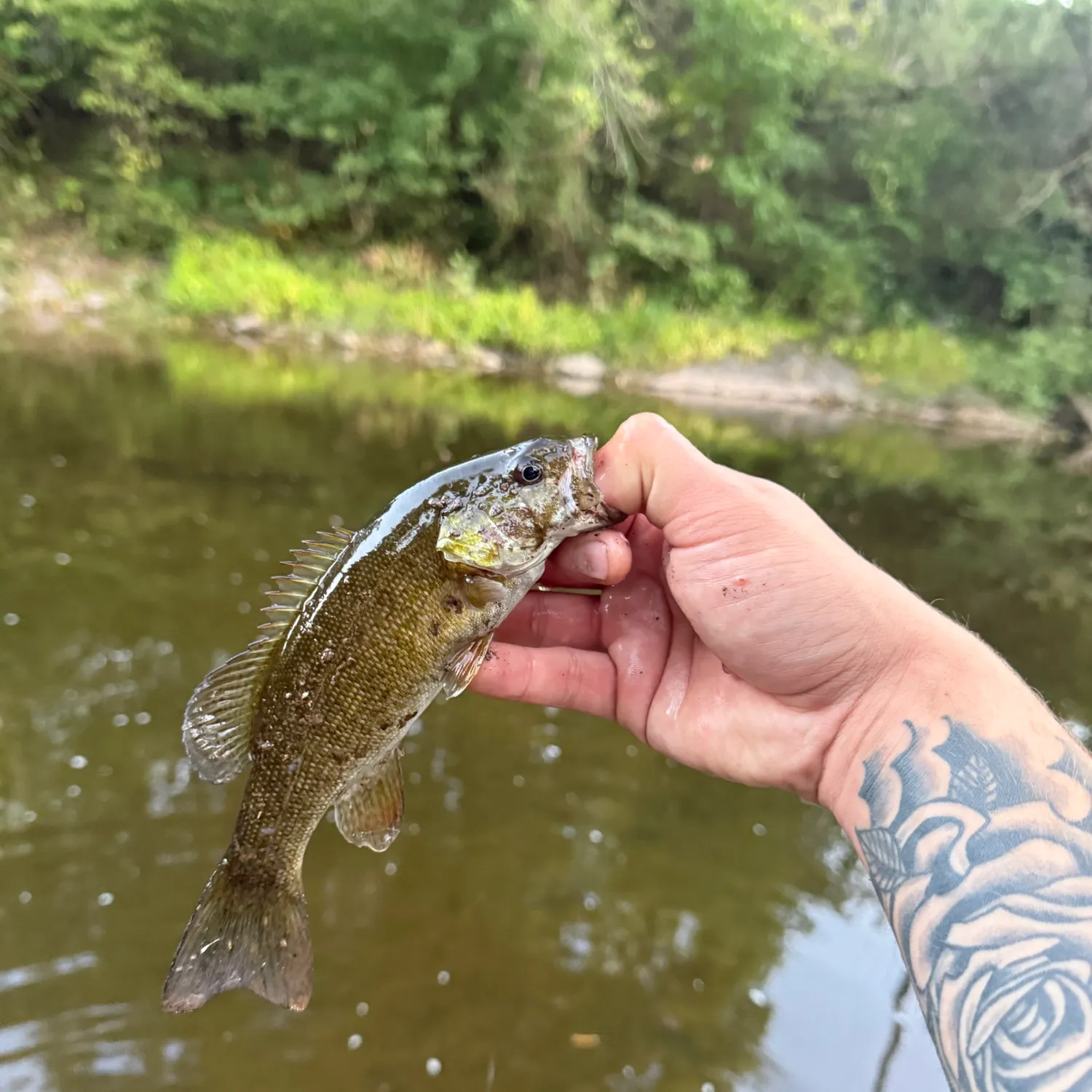Smallmouth bass caught on Fishbrain