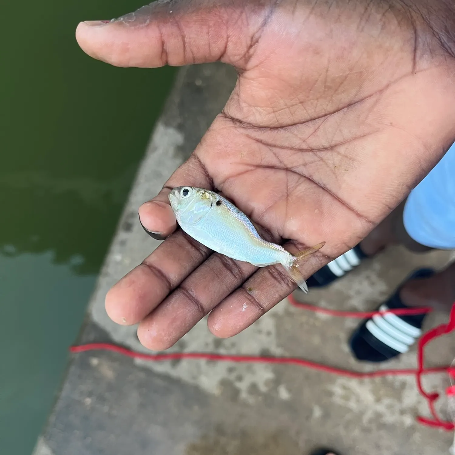 The most recent Threadfin shad catches on Fishbrain