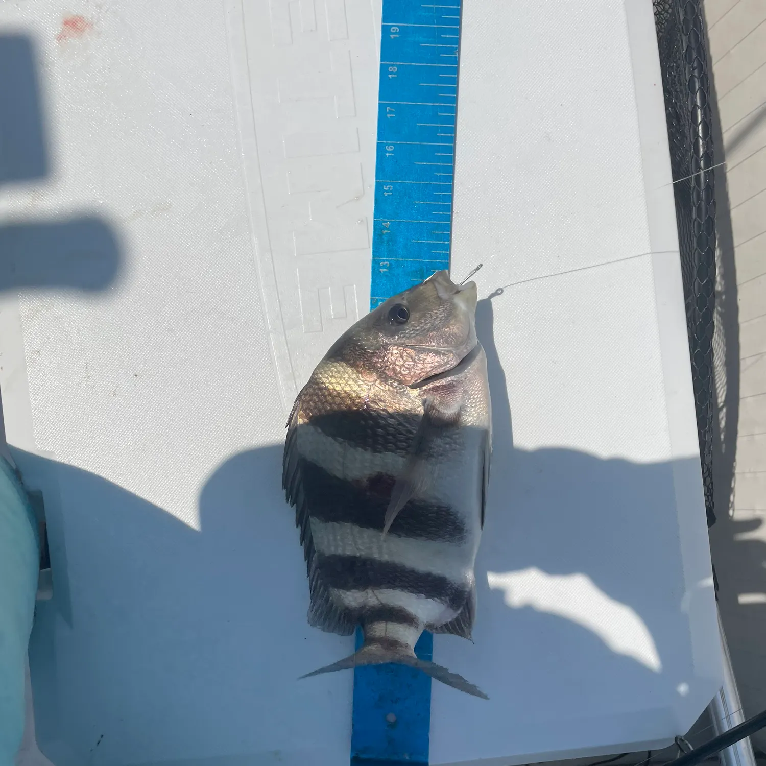angler catch