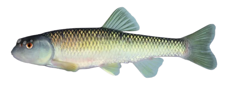 Bluehead chub