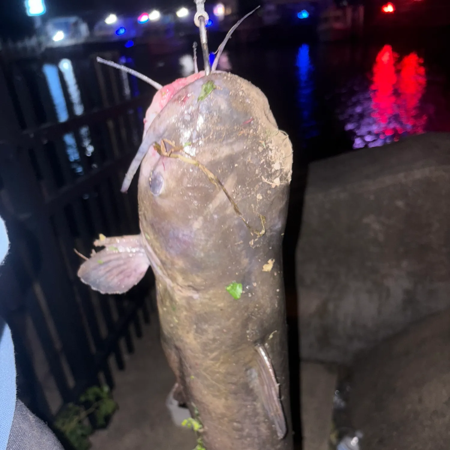 Channel catfish caught on Fishbrain