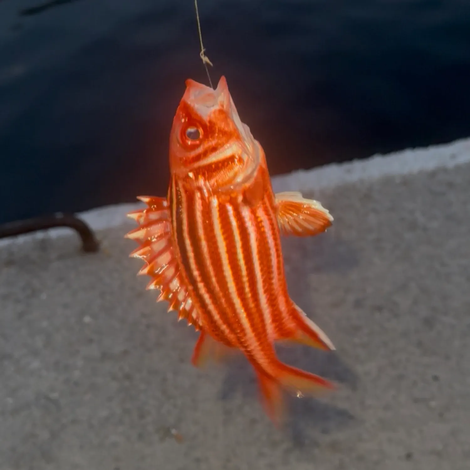 The most recent Crown squirrelfish catches on Fishbrain