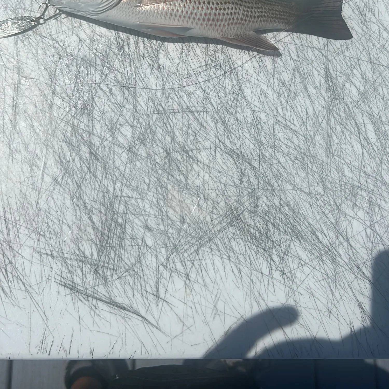 Mangrove snapper caught on Fishbrain