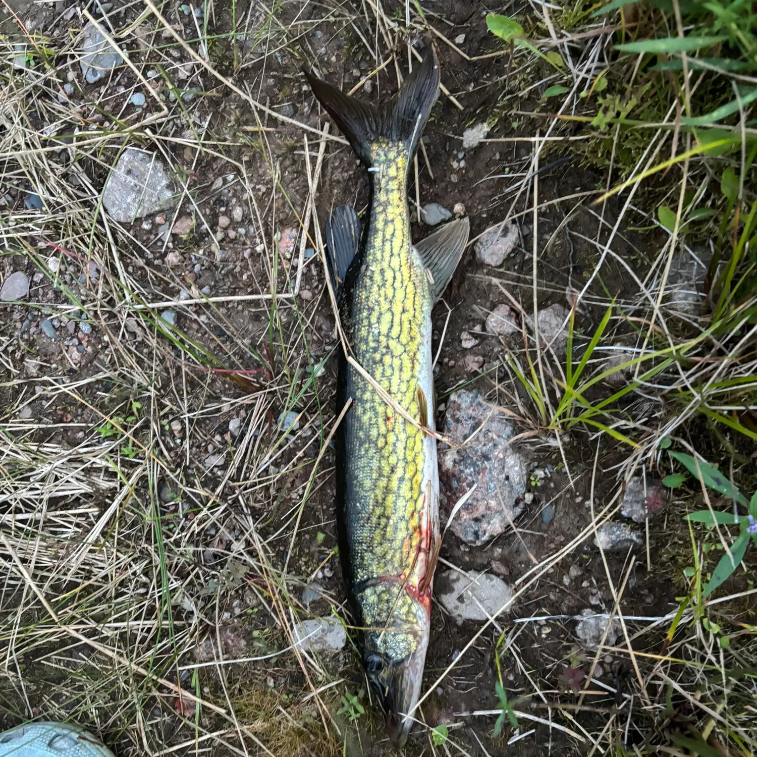 Chain pickerel caught on Fishbrain