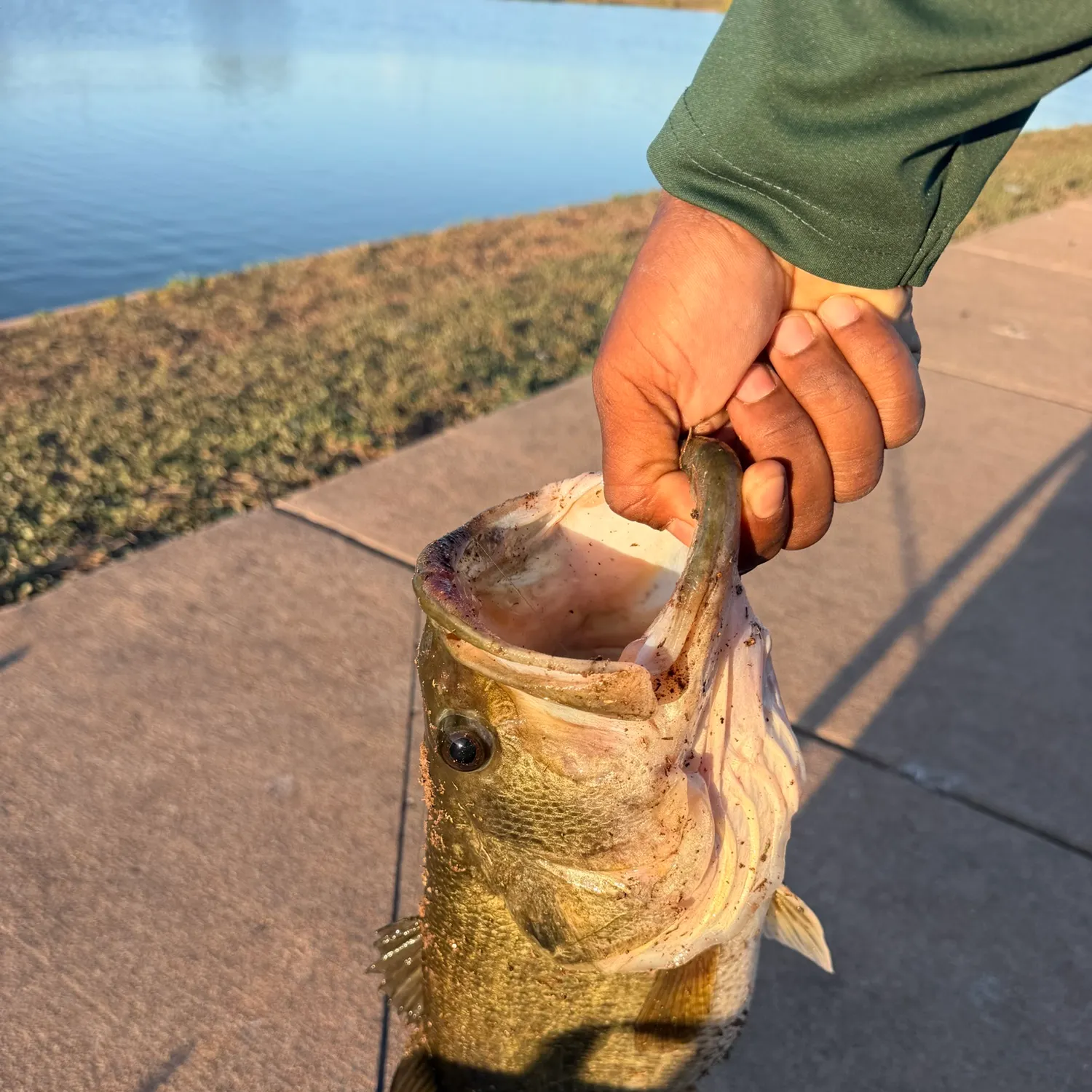 Largemouth bass caught on Fishbrain