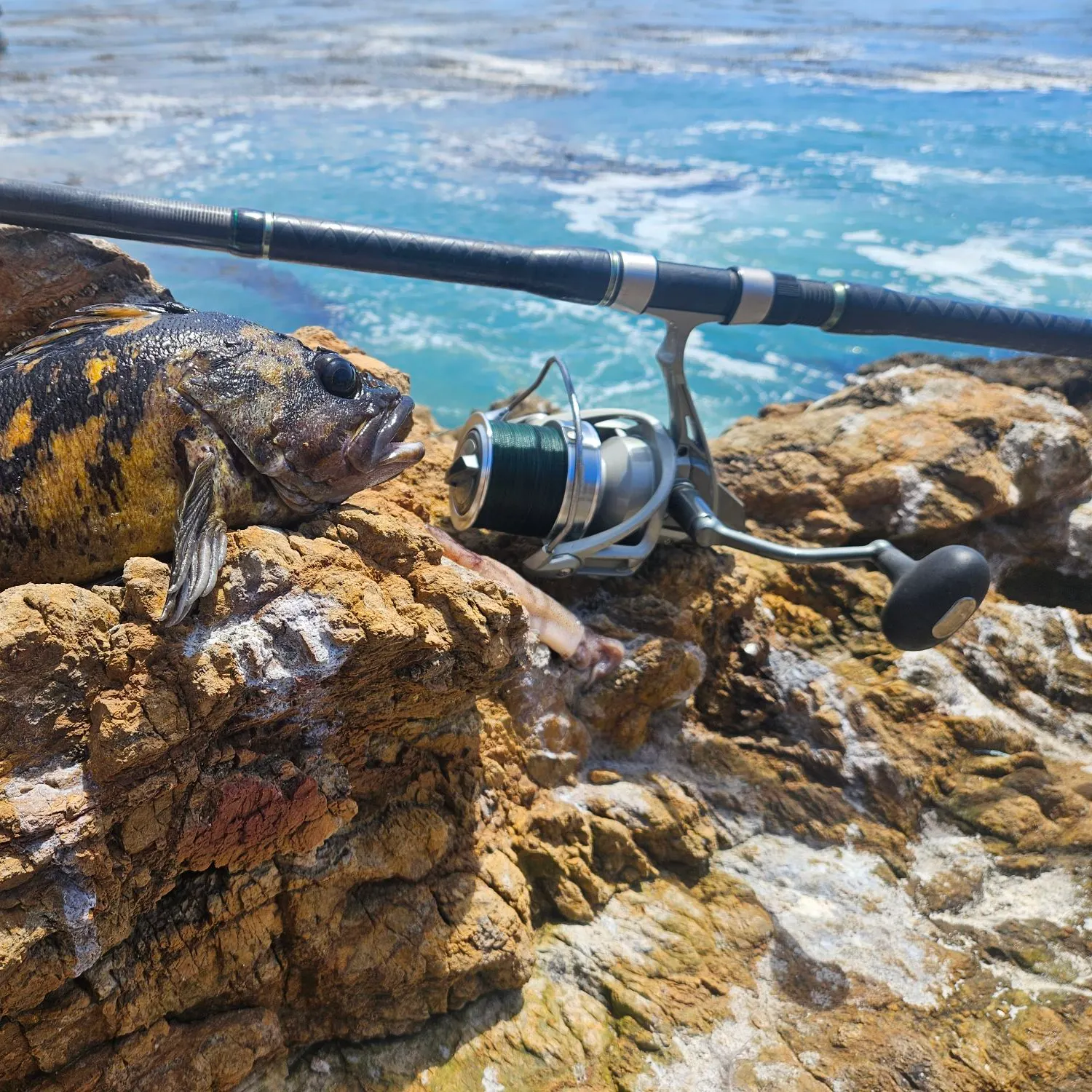 The most recent Black and yellow rockfish catches on Fishbrain