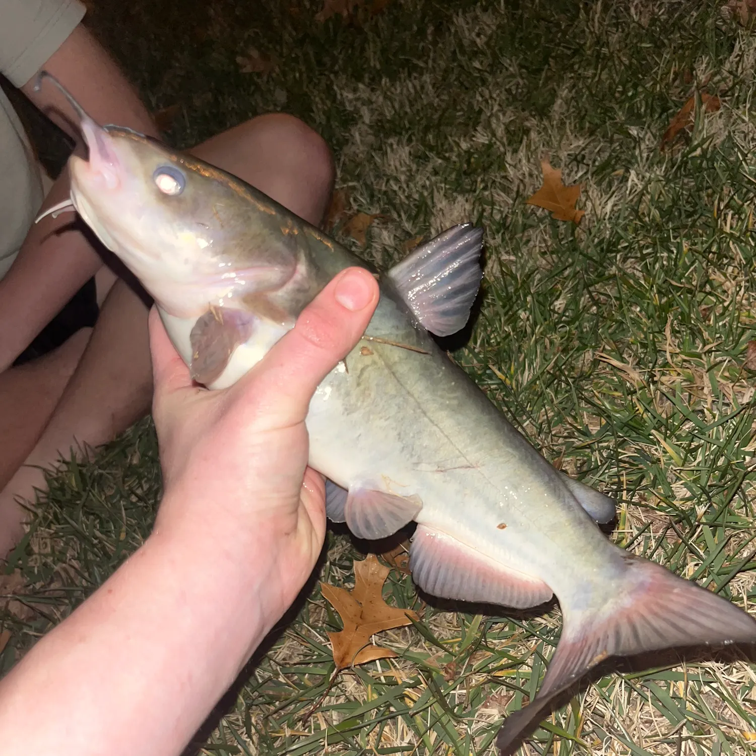 The most recent White bullhead catches on Fishbrain