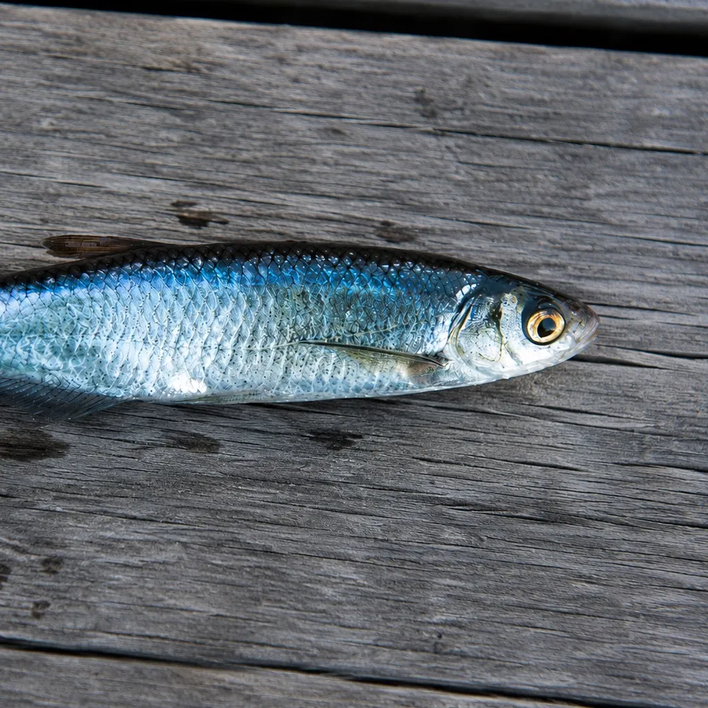 The most recent Vendace catches on Fishbrain