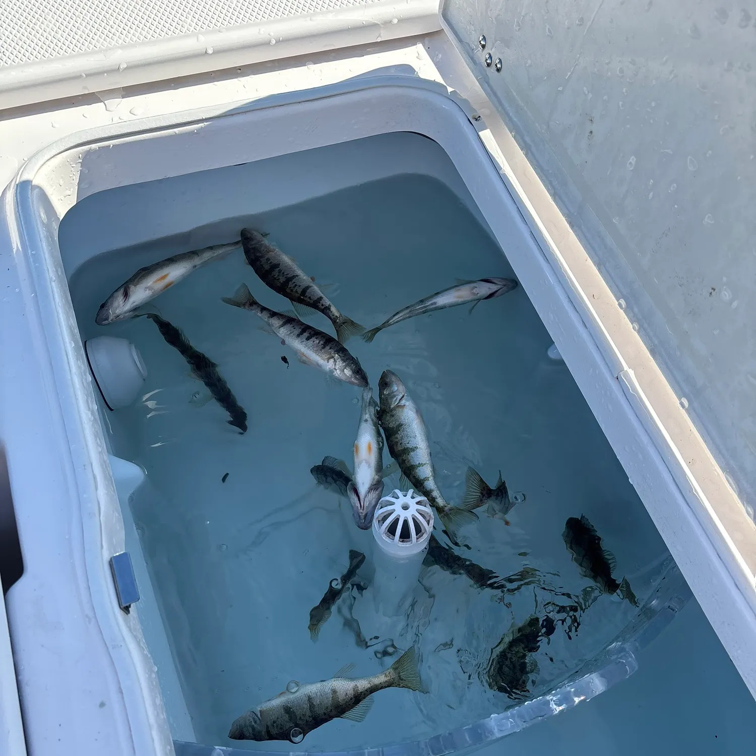 Yellow perch caught on Fishbrain