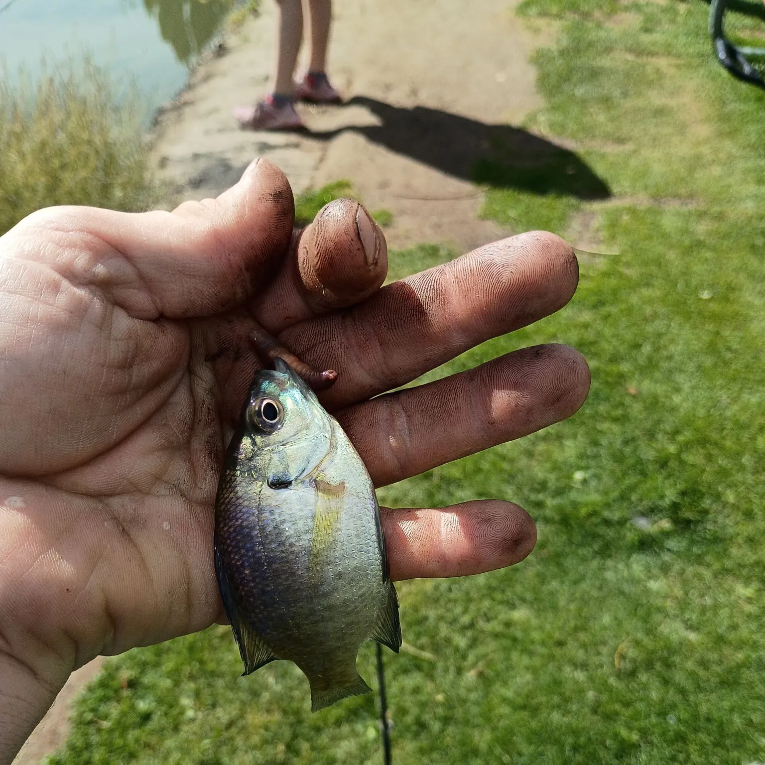 Bluegill caught on Fishbrain