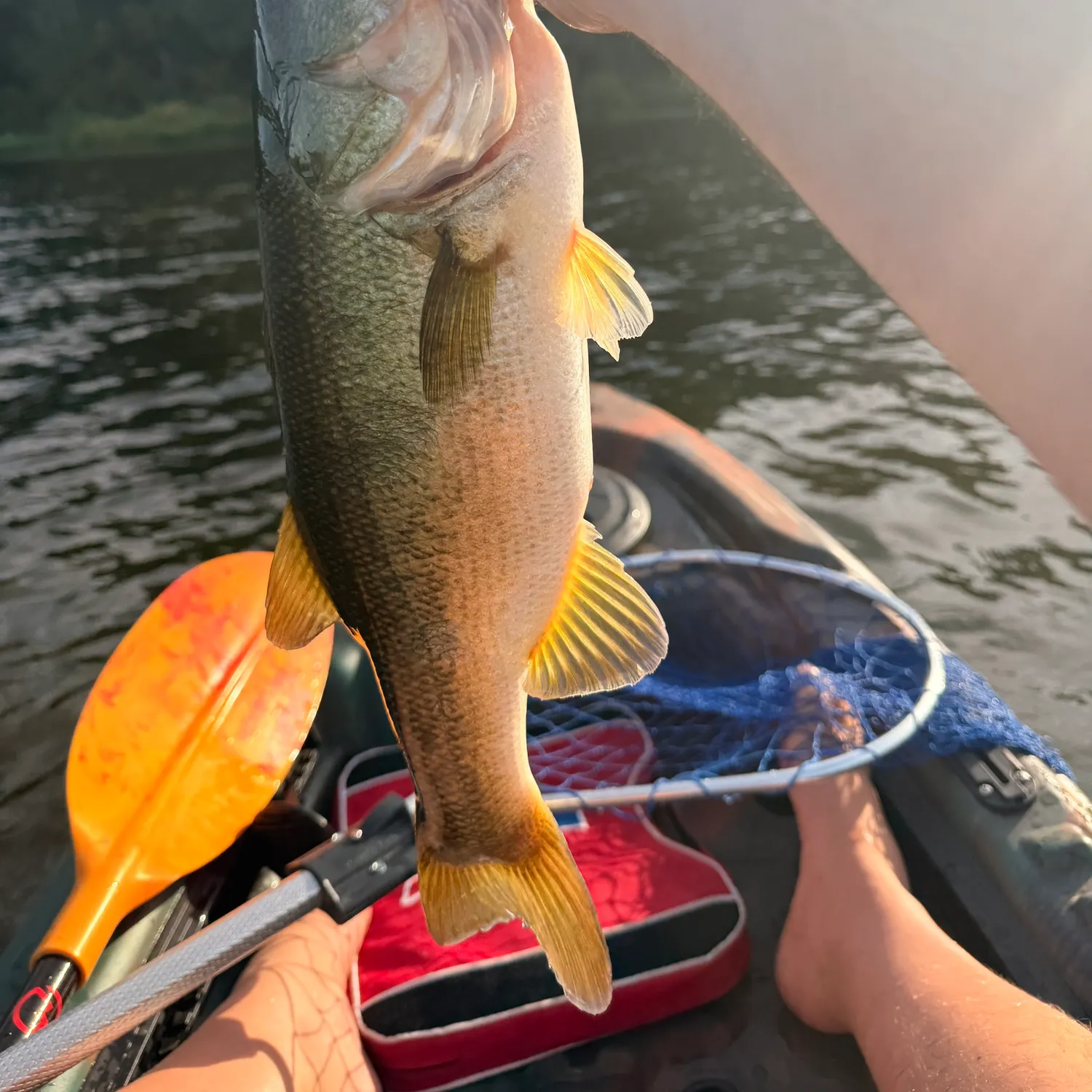 Largemouth bass caught on Fishbrain