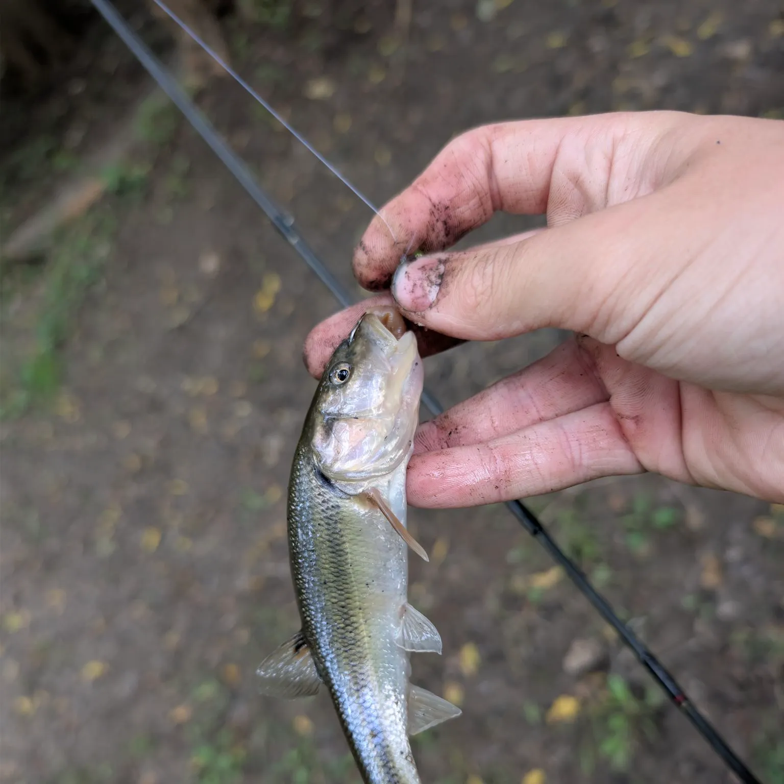 Creek chub caught on Fishbrain