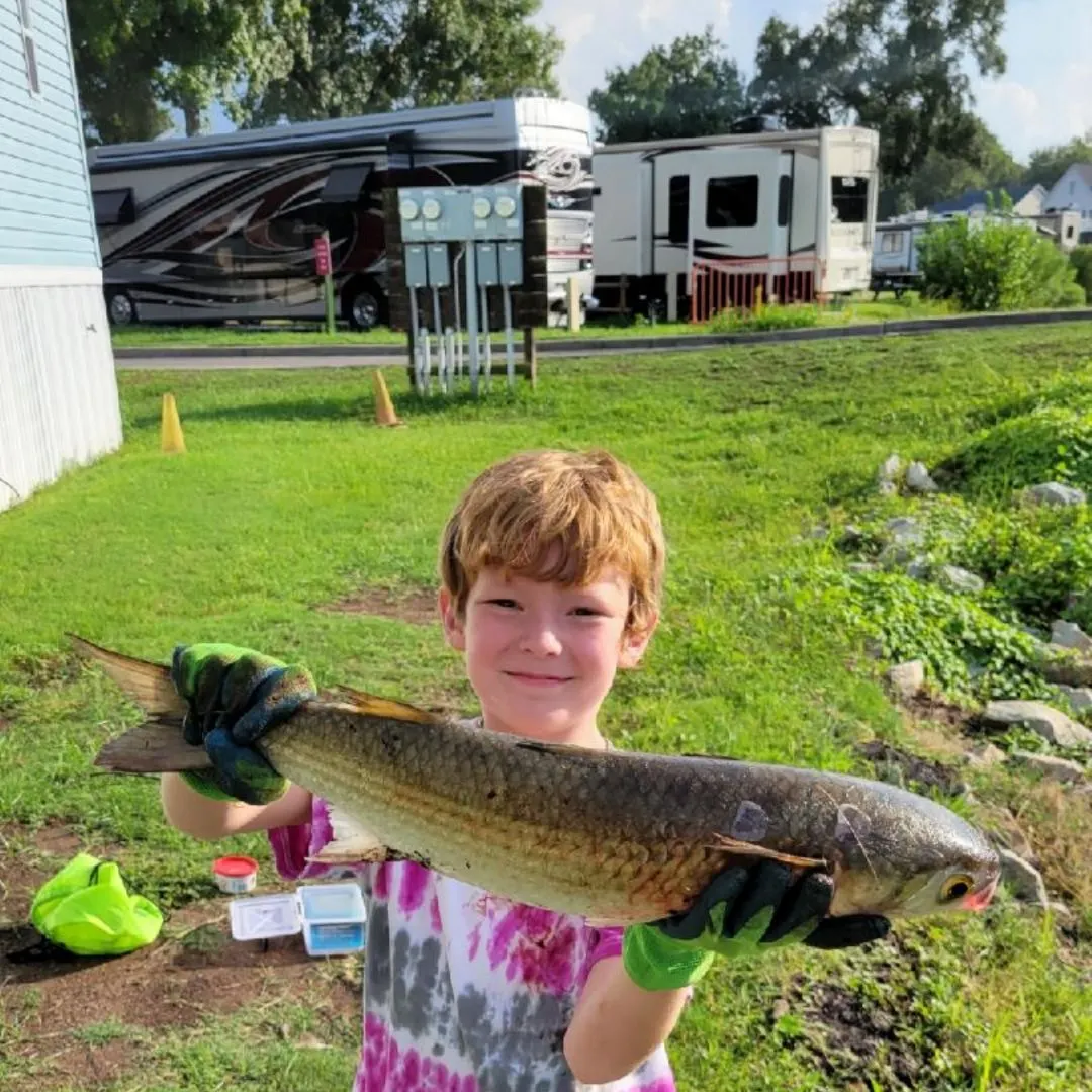 The most recent Striped mullet catches on Fishbrain