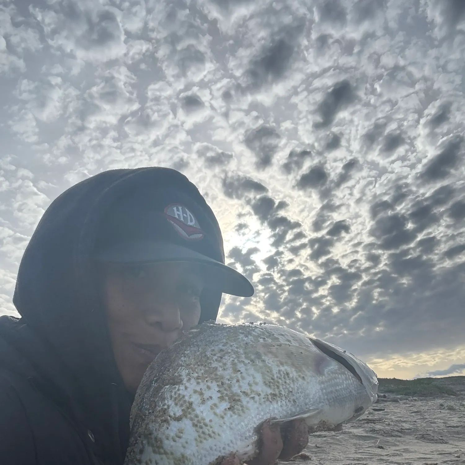 The most recent Barred surfperch catches on Fishbrain