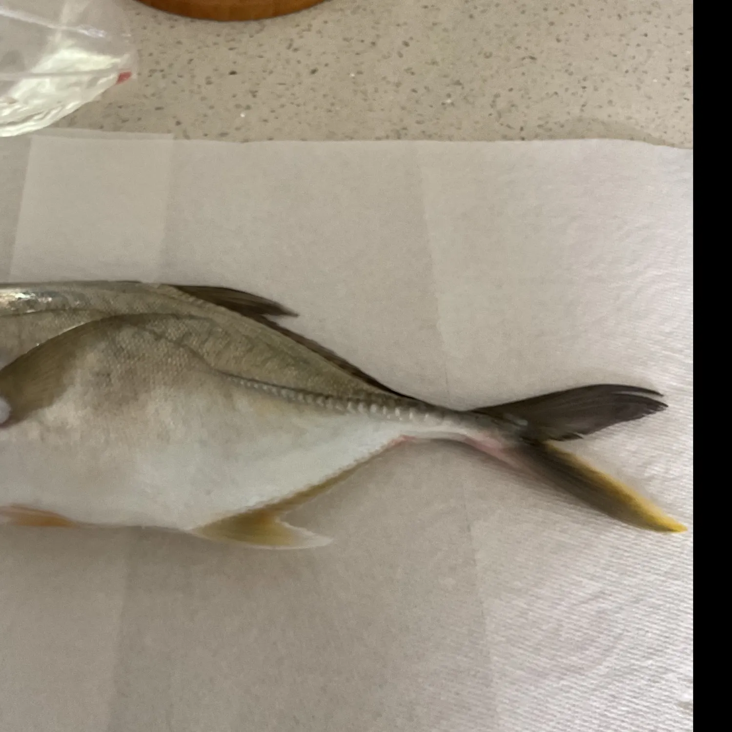 The most recent Giant trevally catches on Fishbrain