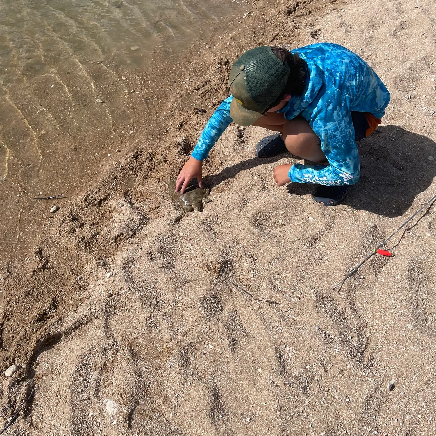 The most recent Smooth softshell turtle catches on Fishbrain
