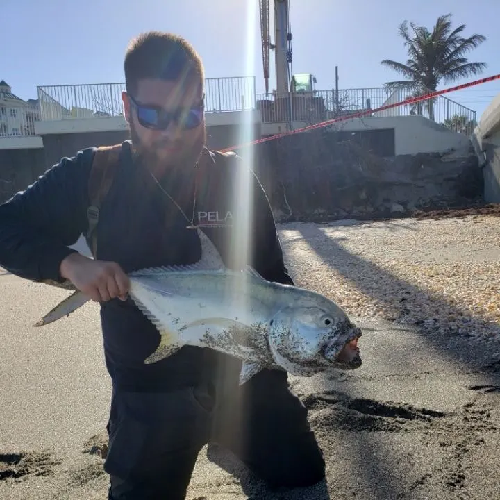 Crevalle jack caught on Fishbrain