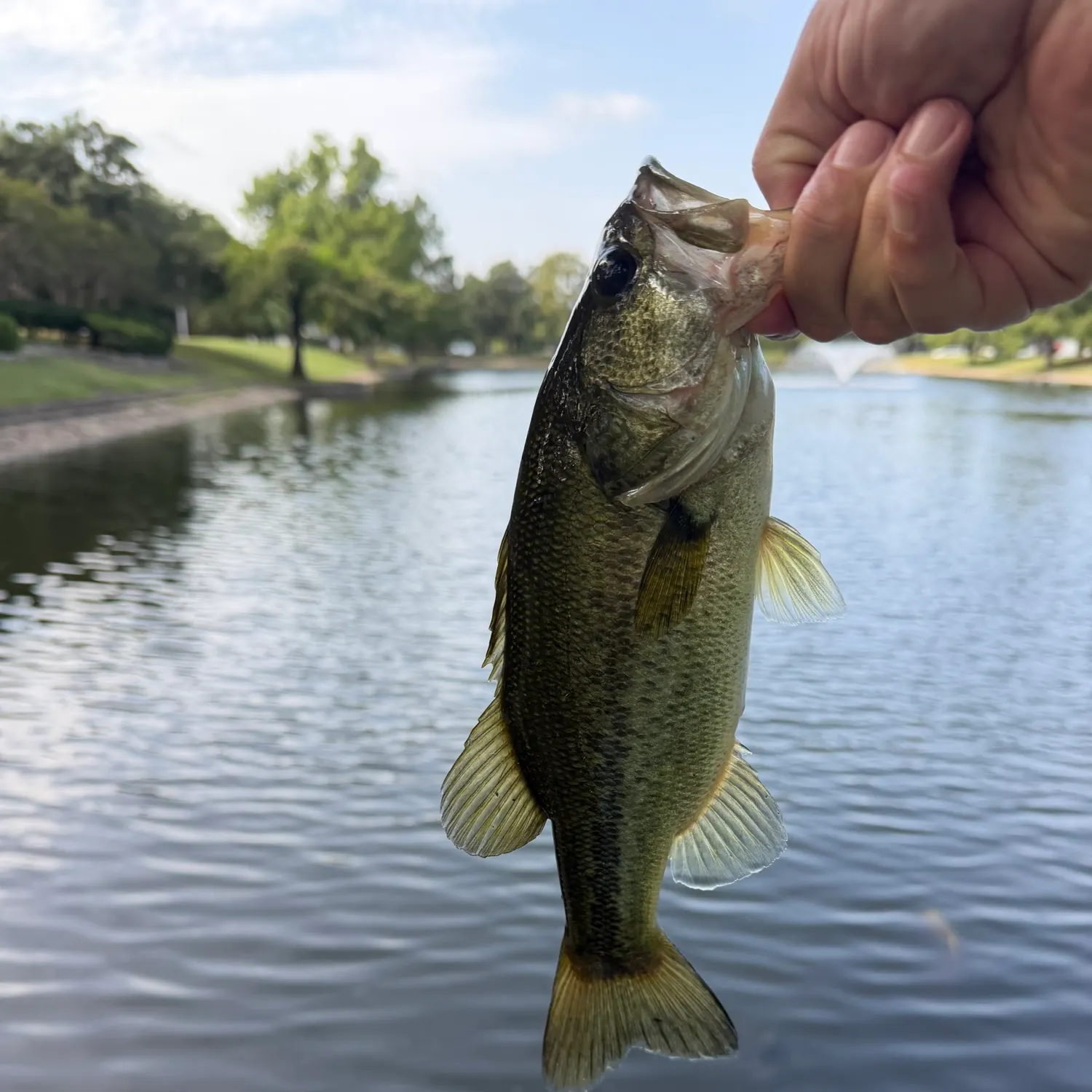 The most recent Largemouth bass catches on Fishbrain