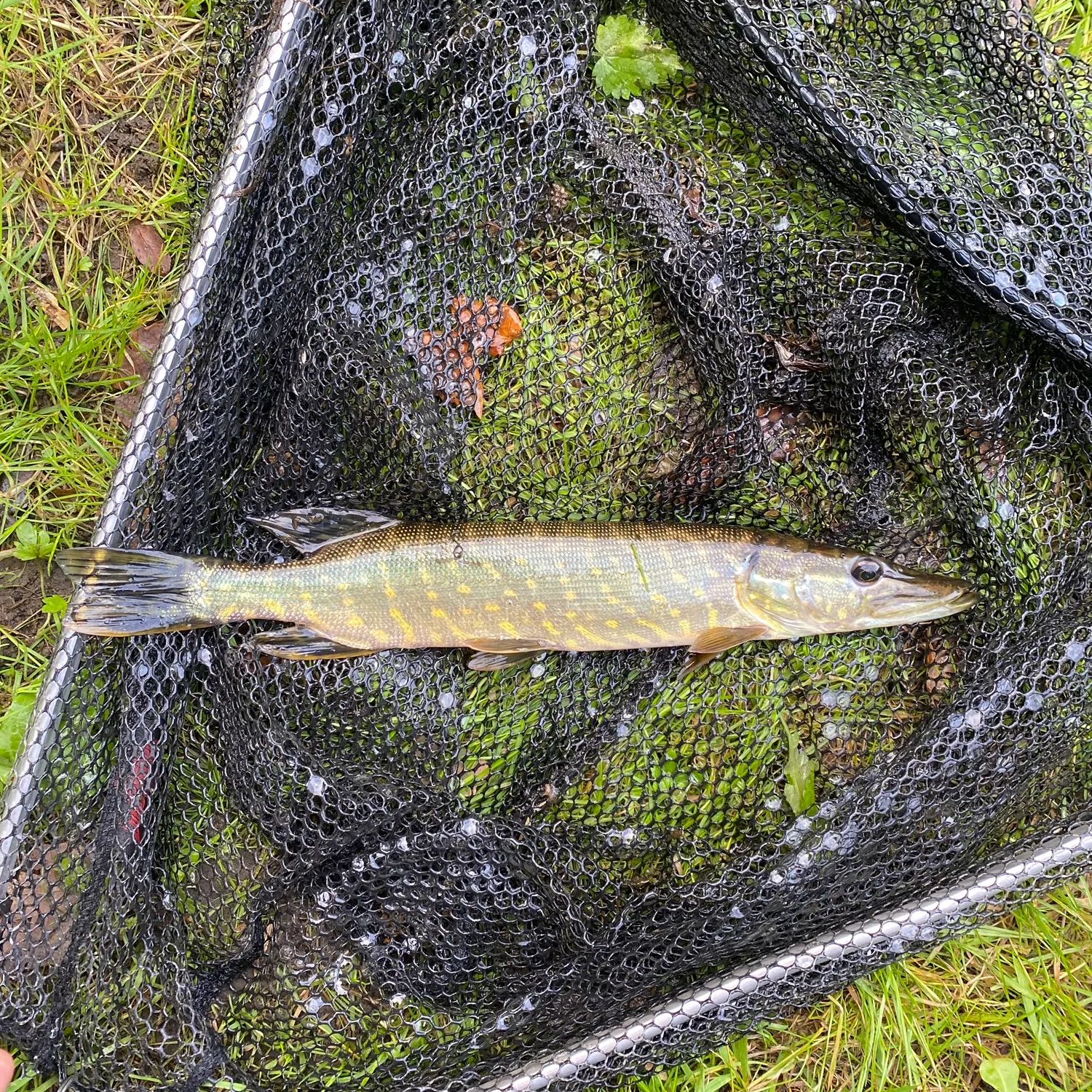 Northern pike caught on Fishbrain