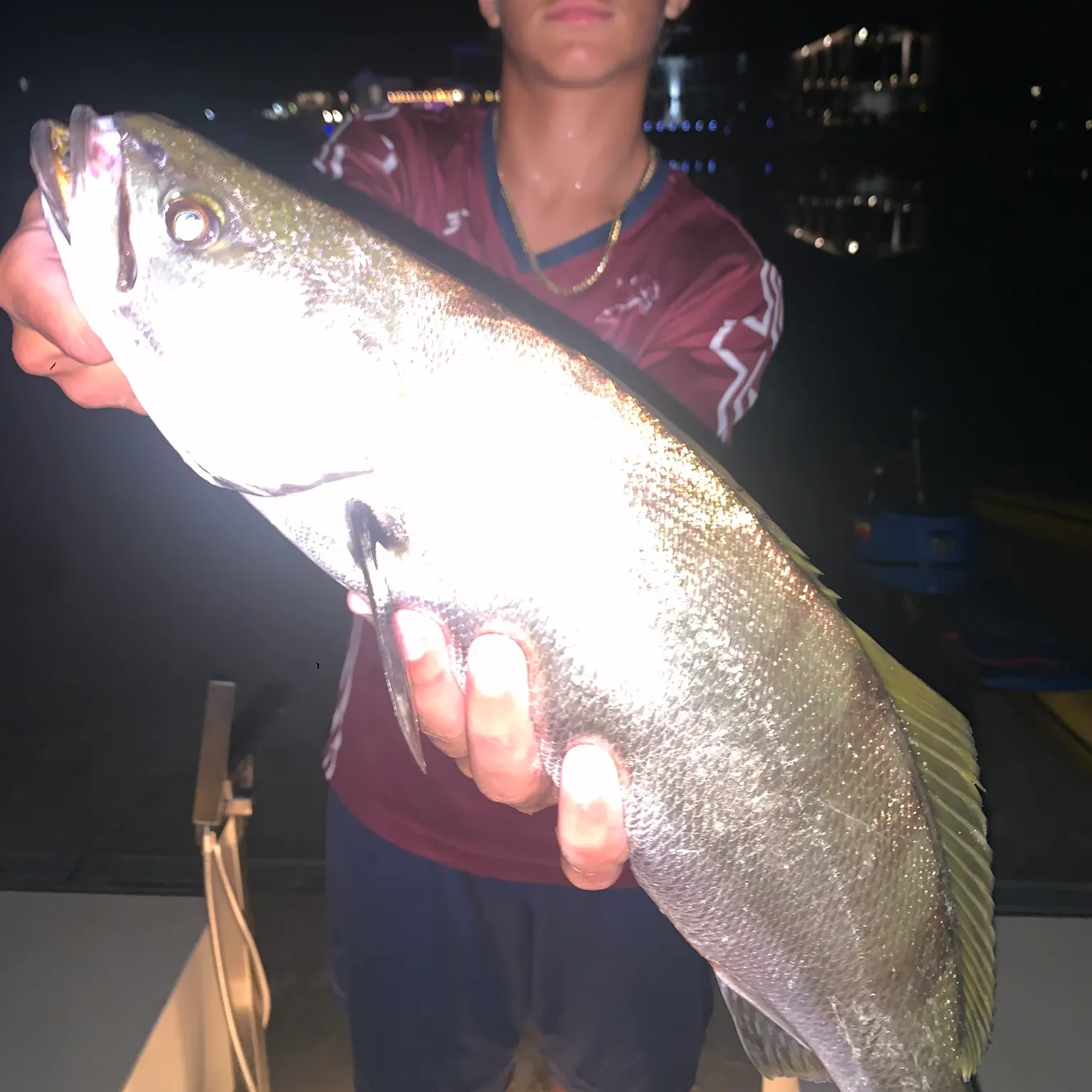 The most recent White seabass catches on Fishbrain