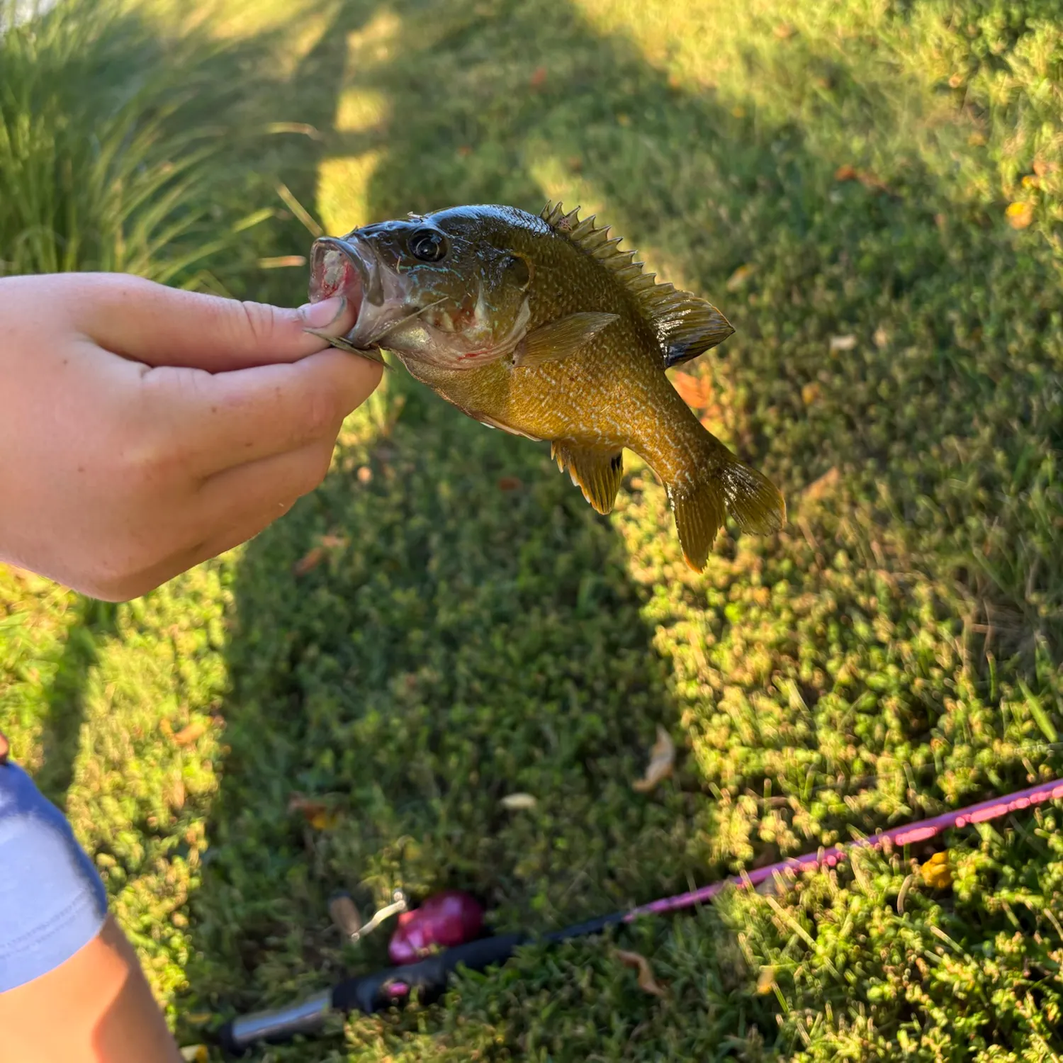 Green sunfish caught on Fishbrain