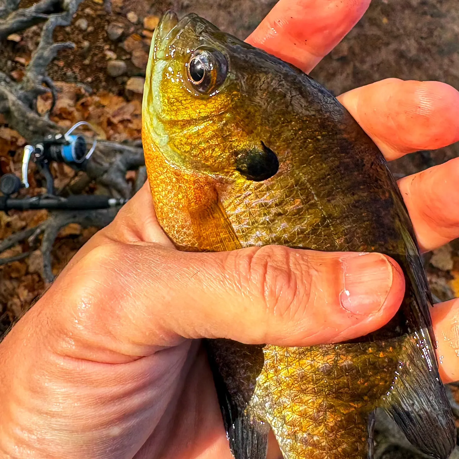 Bluegill caught on Fishbrain