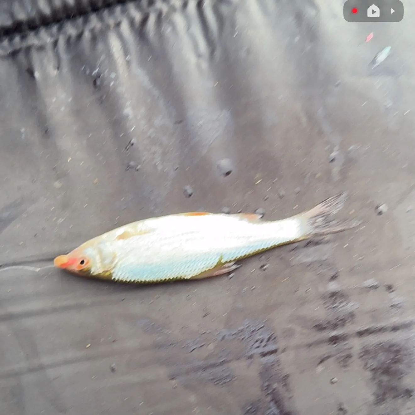 The most recent European chub catches on Fishbrain