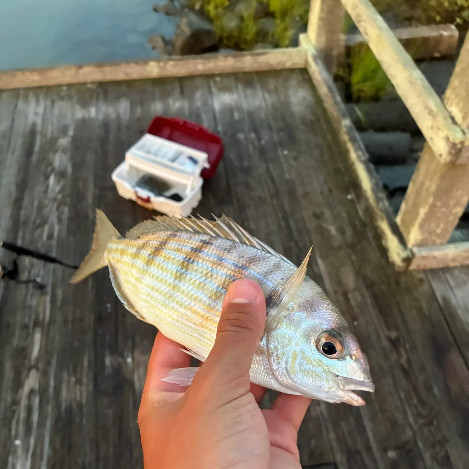 Pinfish caught on Fishbrain