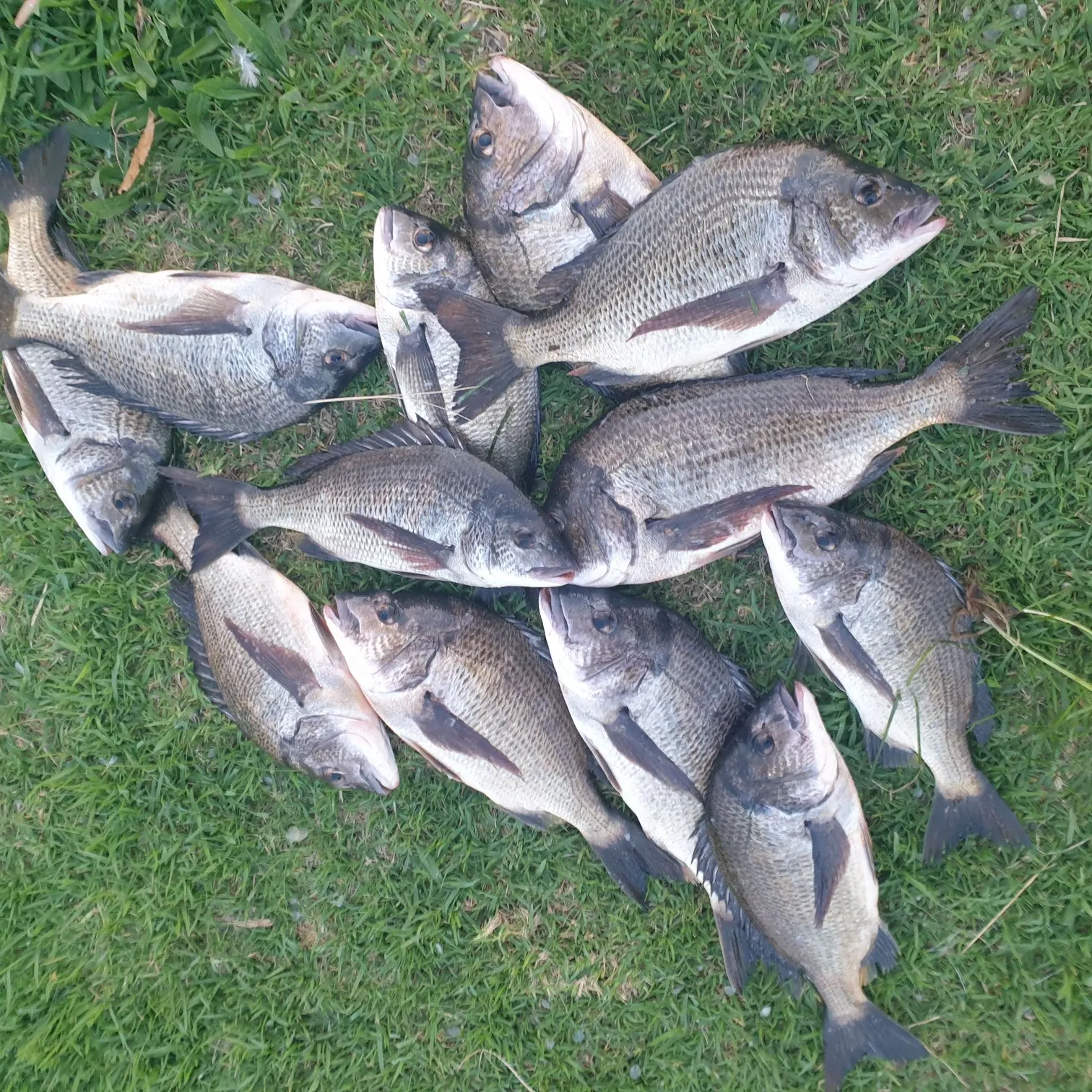 recently logged catches