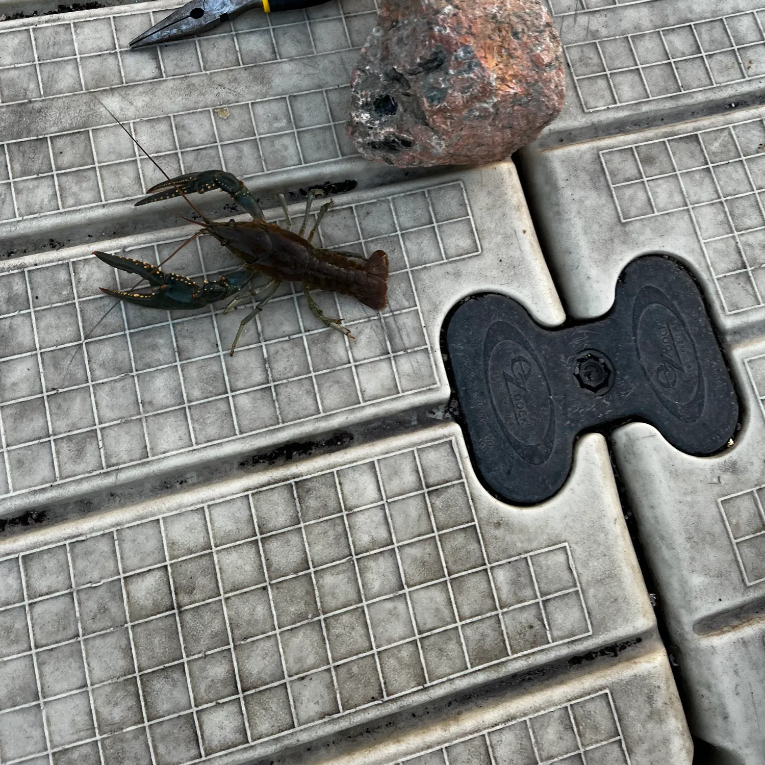 The most recent Fitzroy Falls spiny crayfish catches on Fishbrain