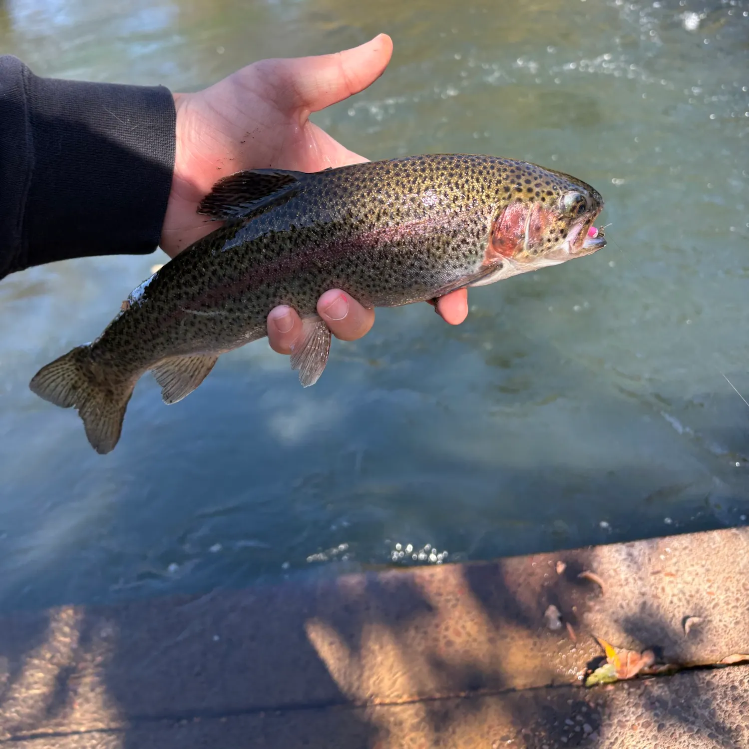 Rainbow trout caught on Fishbrain