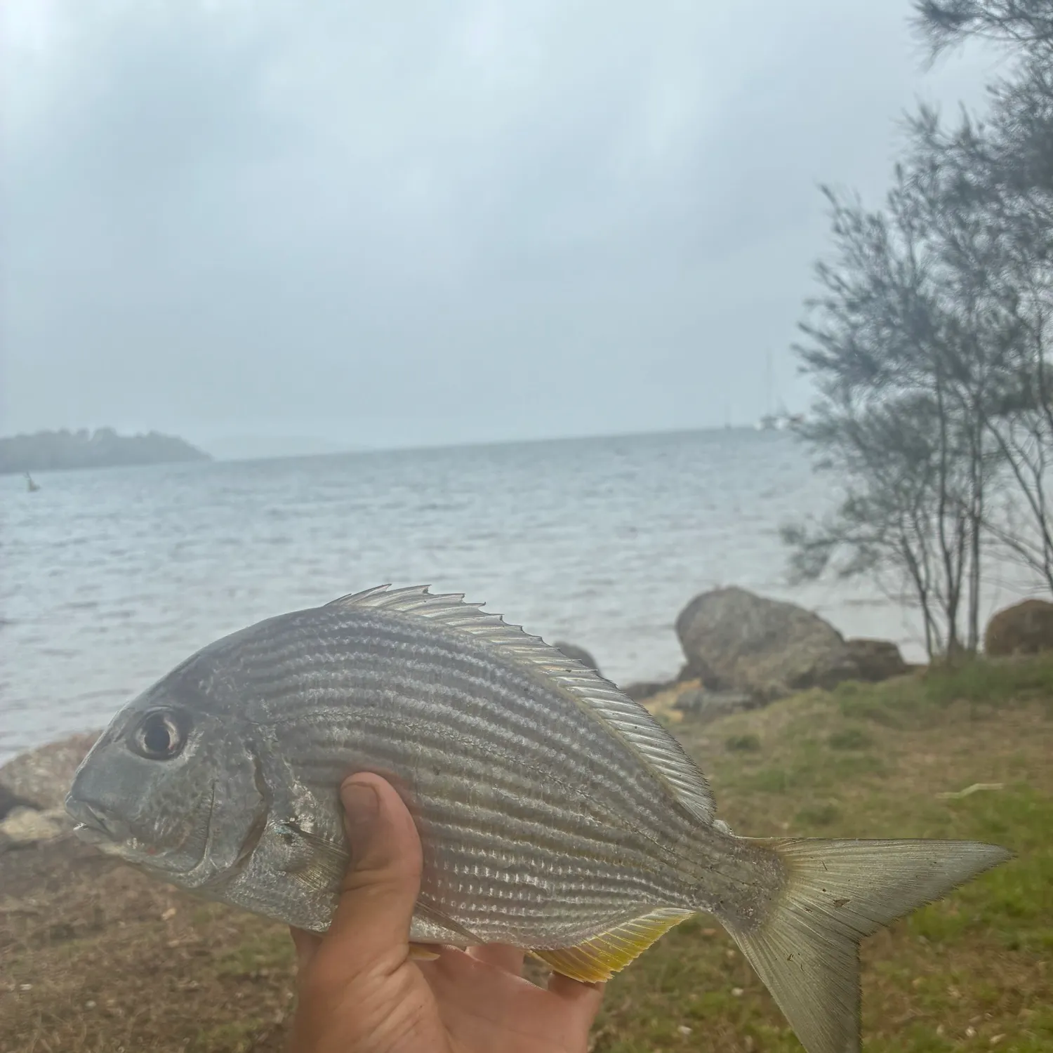 The most recent Surf bream catches on Fishbrain