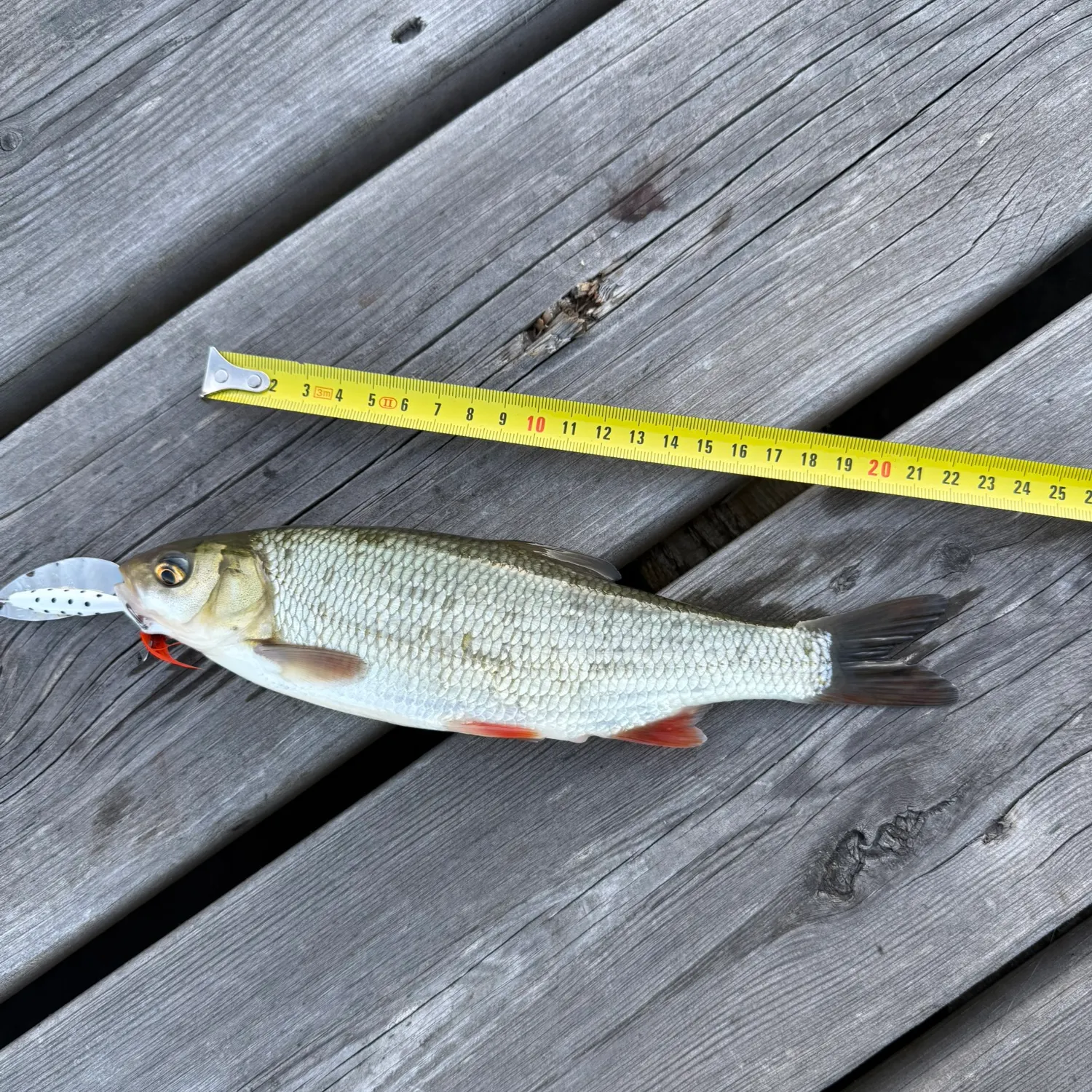The most recent Ide catches on Fishbrain