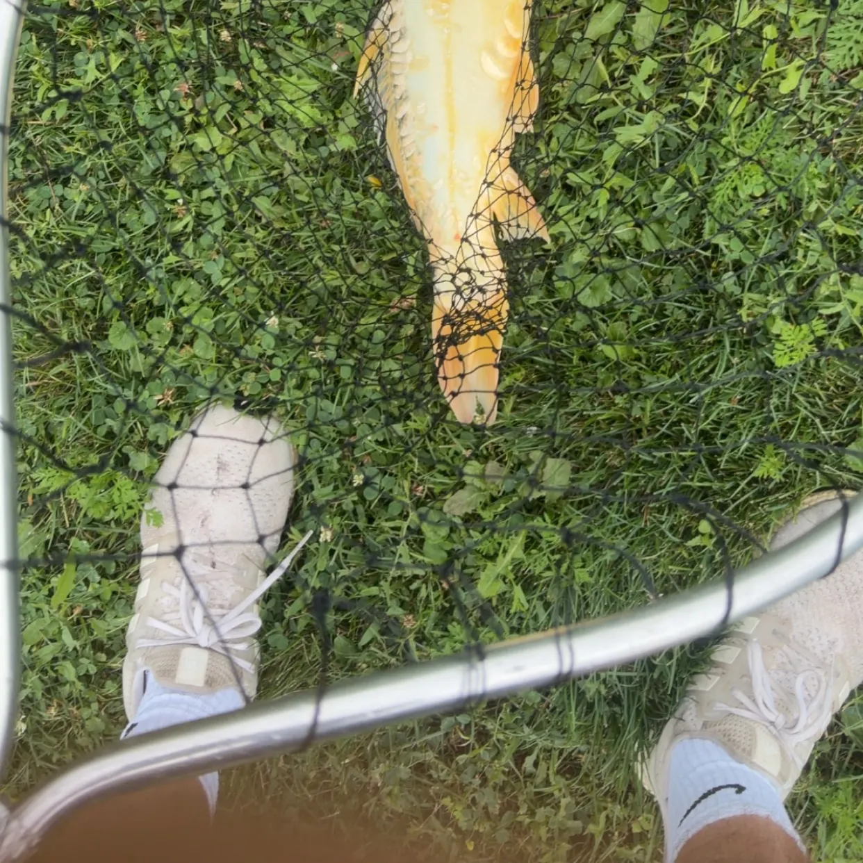Common carp caught on Fishbrain