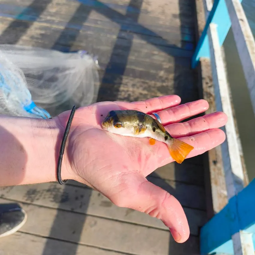 The most recent Smooth toadfish catches on Fishbrain