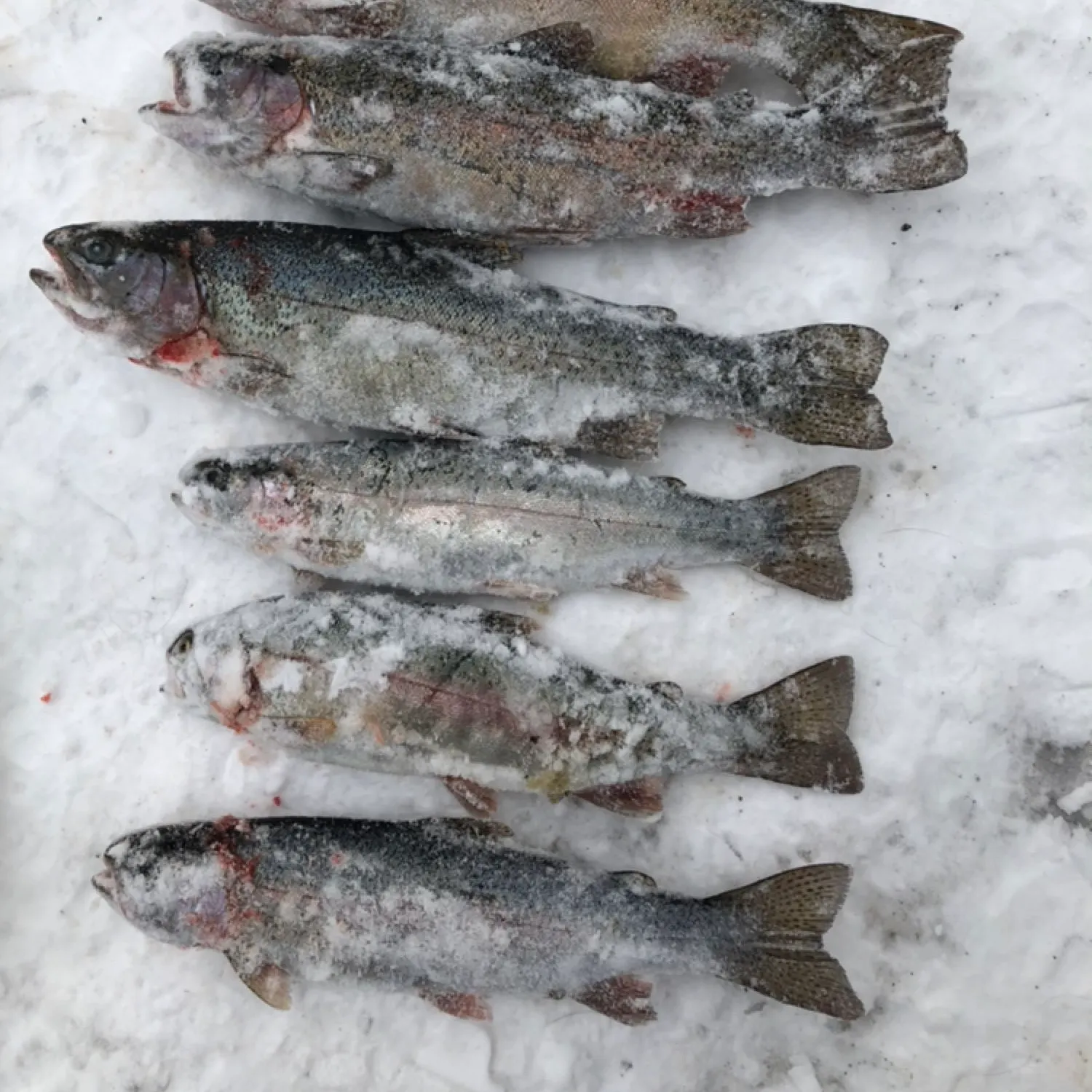 recently logged catches