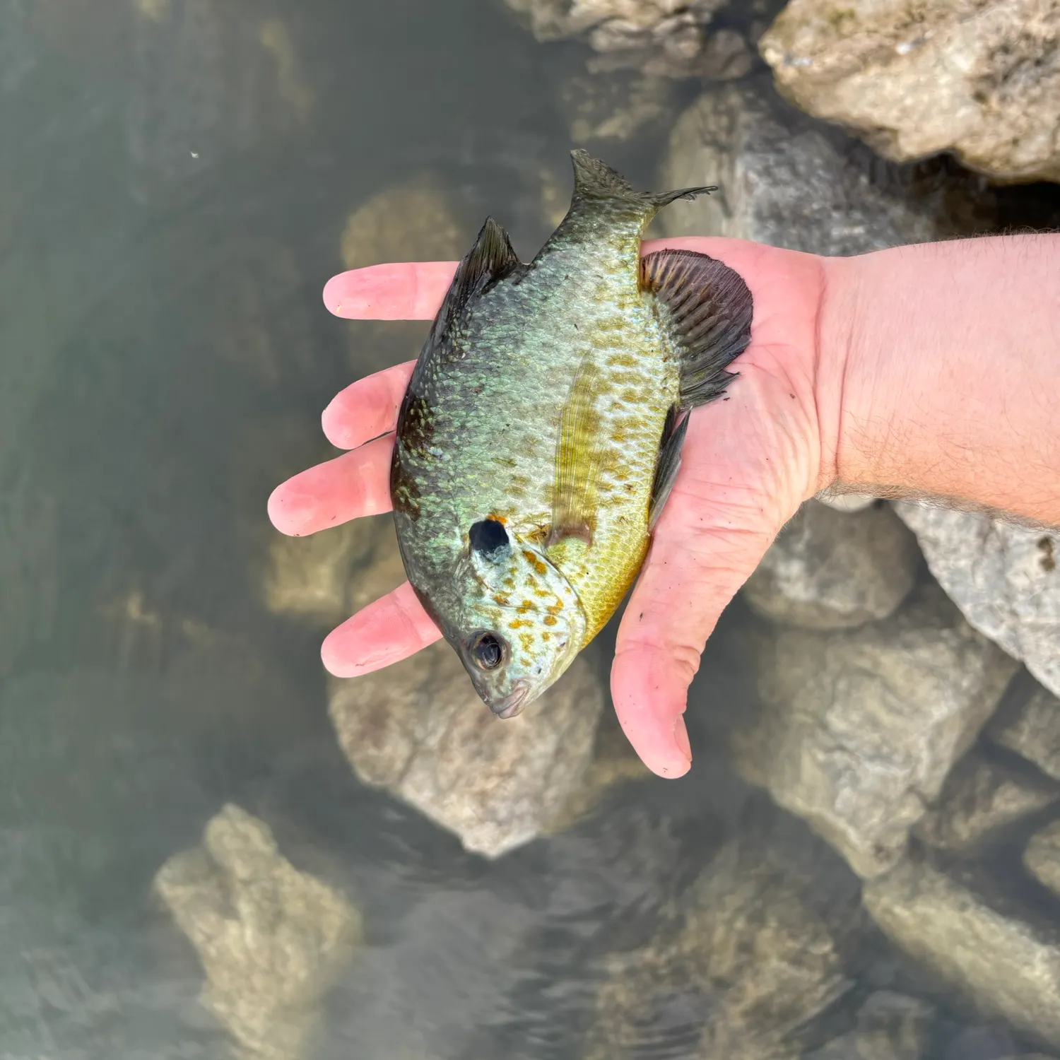 Bluegill caught on Fishbrain