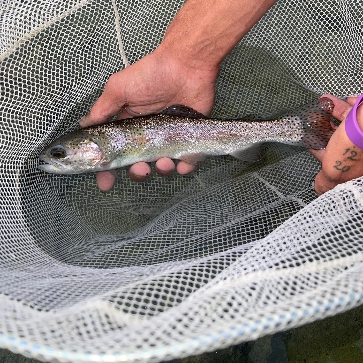Rainbow trout caught on Fishbrain